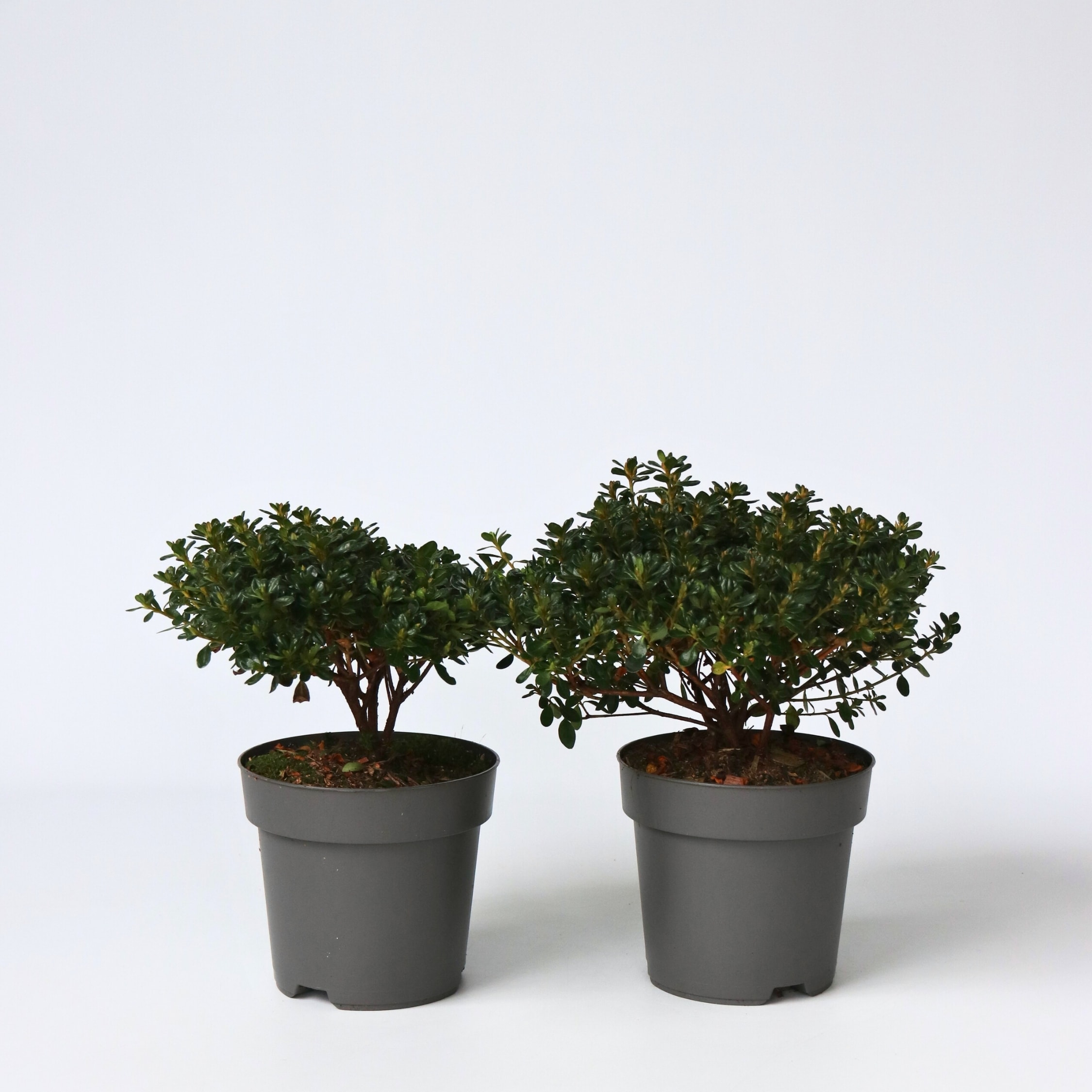 Plant in a Box - Azalee - 4 Stk - Rhododendron azalea 'Anouk' - H&ouml;he 25-40cm - Topf 17cm 