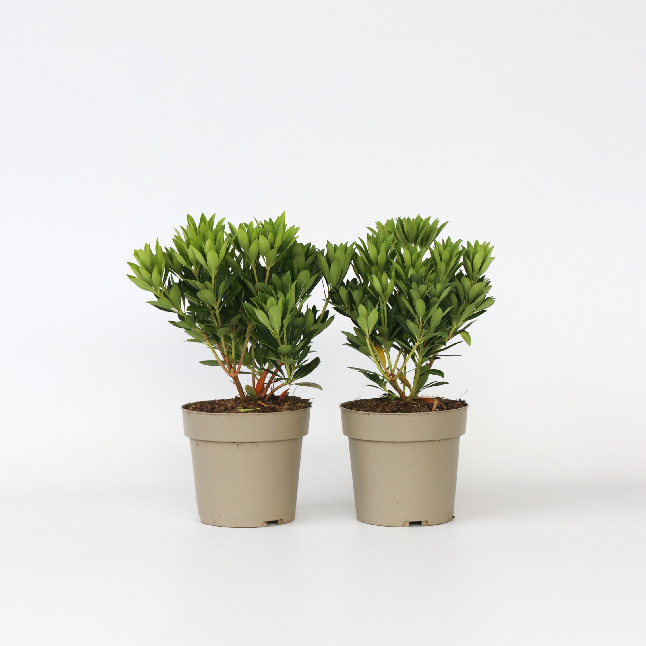 Plant in a Box - Schattengl&ouml;ckchen - 2 Stk - Pieris 'Forest Flame' - H&ouml;he 25-40cm - Topf 17cm 