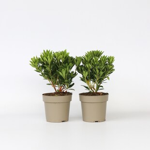 Plant in a Box - Schattenglöckchen - 2 Stk - Pieris 'Forest Flame' - Höhe 25-40cm - Topf 17cm 