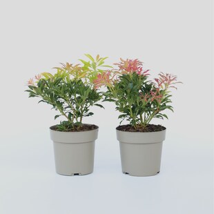 Plant in a Box - Schattenglöckchen - 4 Stk - Pieris 'Forest Flame' - Höhe 25-40cm - Topf 17cm 