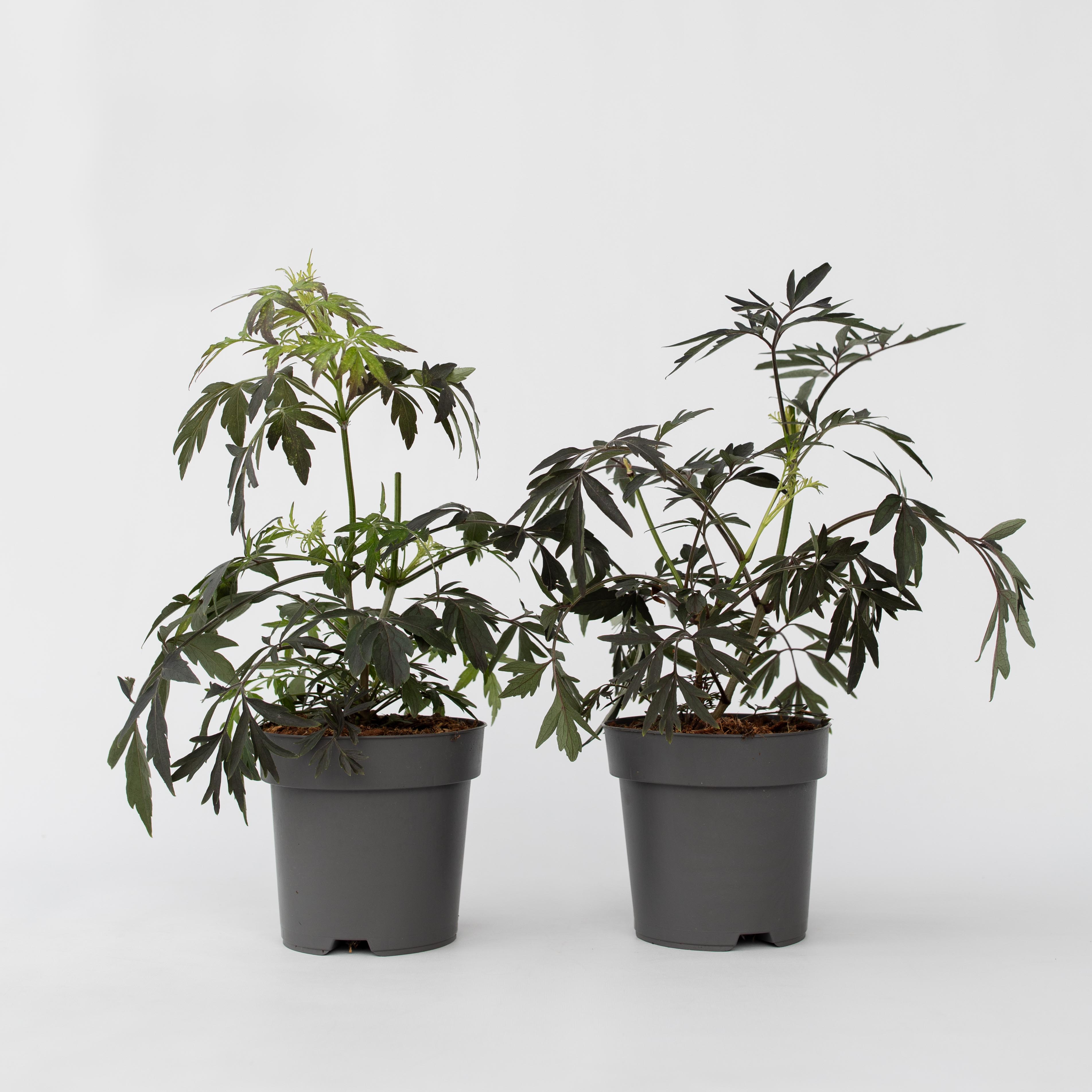 Plant in a Box - Holunder - 4 Stk - Sambucus nigra 'Black Lace' - H&ouml;he 25-40cm - Topf 17cm 