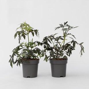 Plant in a Box - Holunder - 4 Stk - Sambucus nigra 'Black Lace' - Höhe 25-40cm - Topf 17cm 