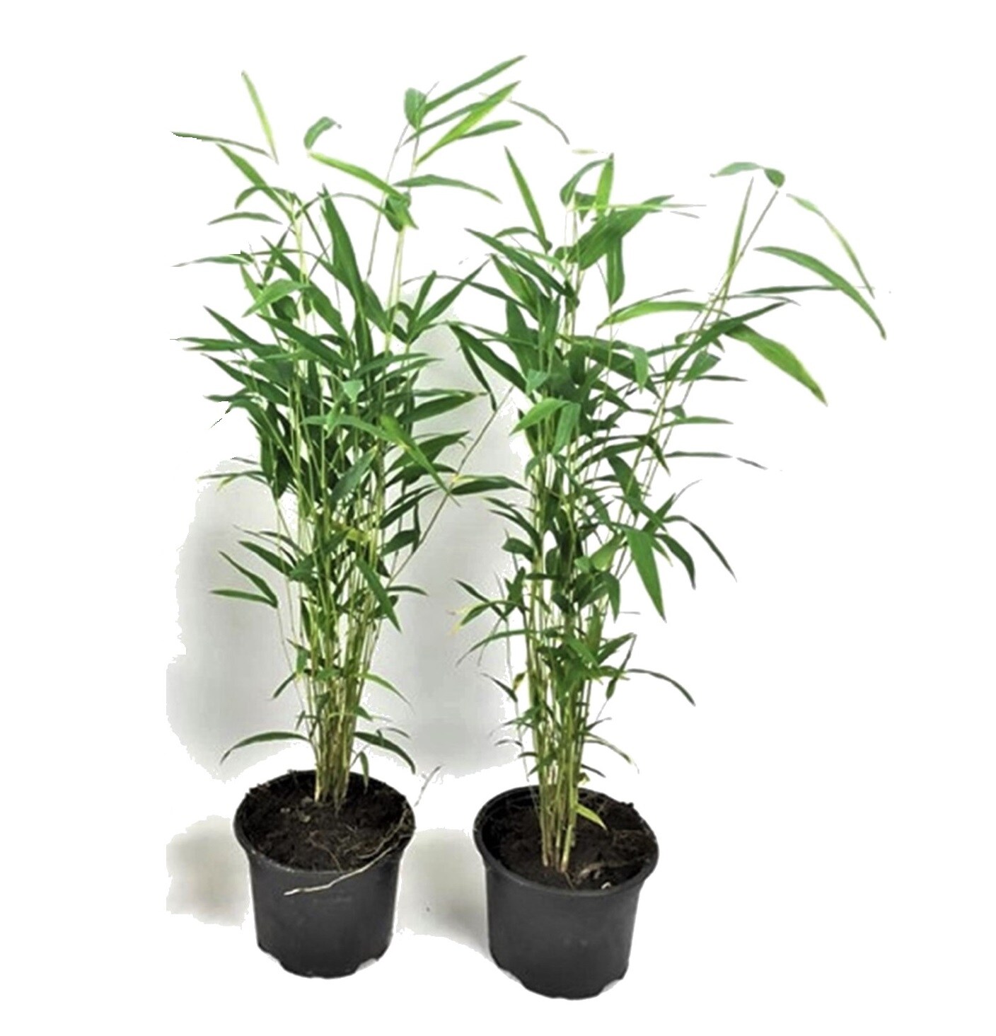 Plant in a Box - Bambus - 2 Stk - Fargesia papyrifera 'Blue Dragon' - H&ouml;he 30-40cm - Topf 13cm 