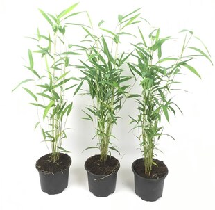 Plant in a Box - Bambus - 3 Stk - Fargesia papyrifera 'Blue Dragon' - Höhe 30-40cm - Topf 13cm 
