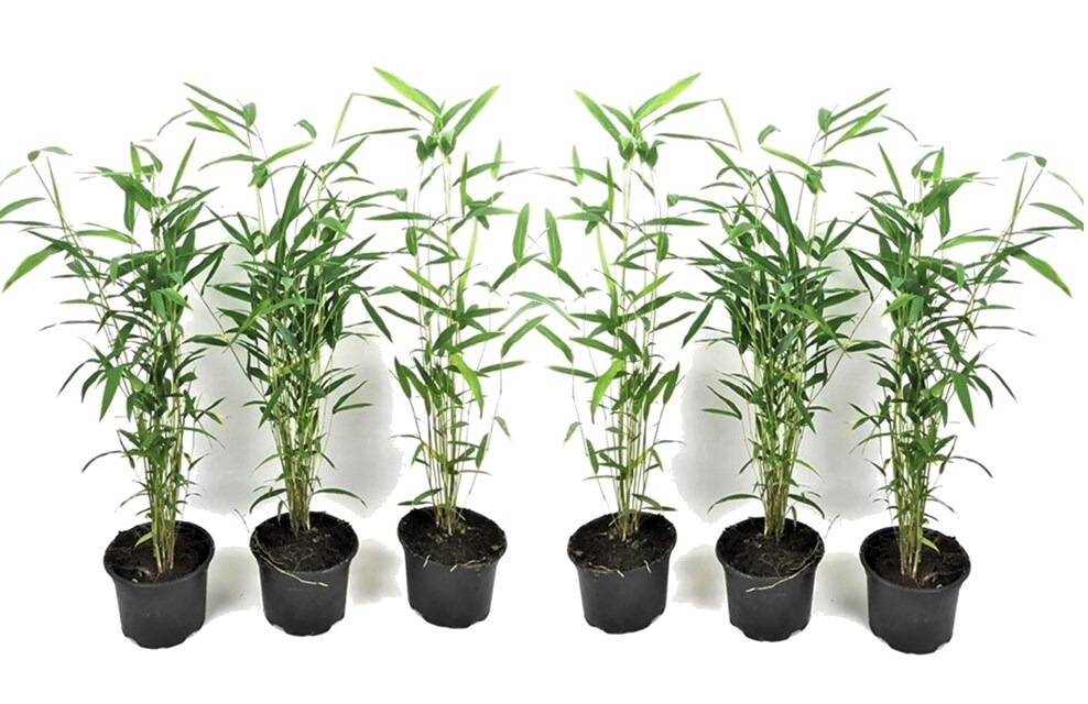 Plant in a Box - Bambus - 6 Stk - Fargesia papyrifera 'Blue Dragon' - H&ouml;he 30-40cm - Topf 13cm 
