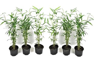 Plant in a Box - Bambus - 6 Stk - Fargesia papyrifera 'Blue Dragon' - Höhe 30-40cm - Topf 13cm 