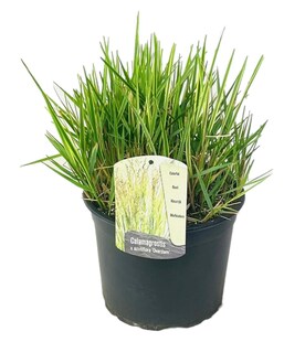 Plant in a Box - Reitgras - Calamagrostis acutiflora 'Overdam' - Höhe 20-30cm - Topf 23cm 