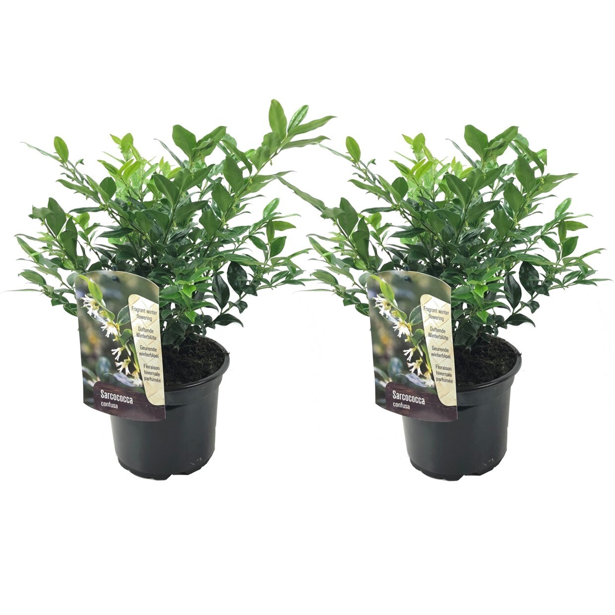 Plant in a Box - Kaukasus Schneeball - 2 Stk - Sarcococca 'Confusa' - H&ouml;he 30-40cm - Topf 17cm 