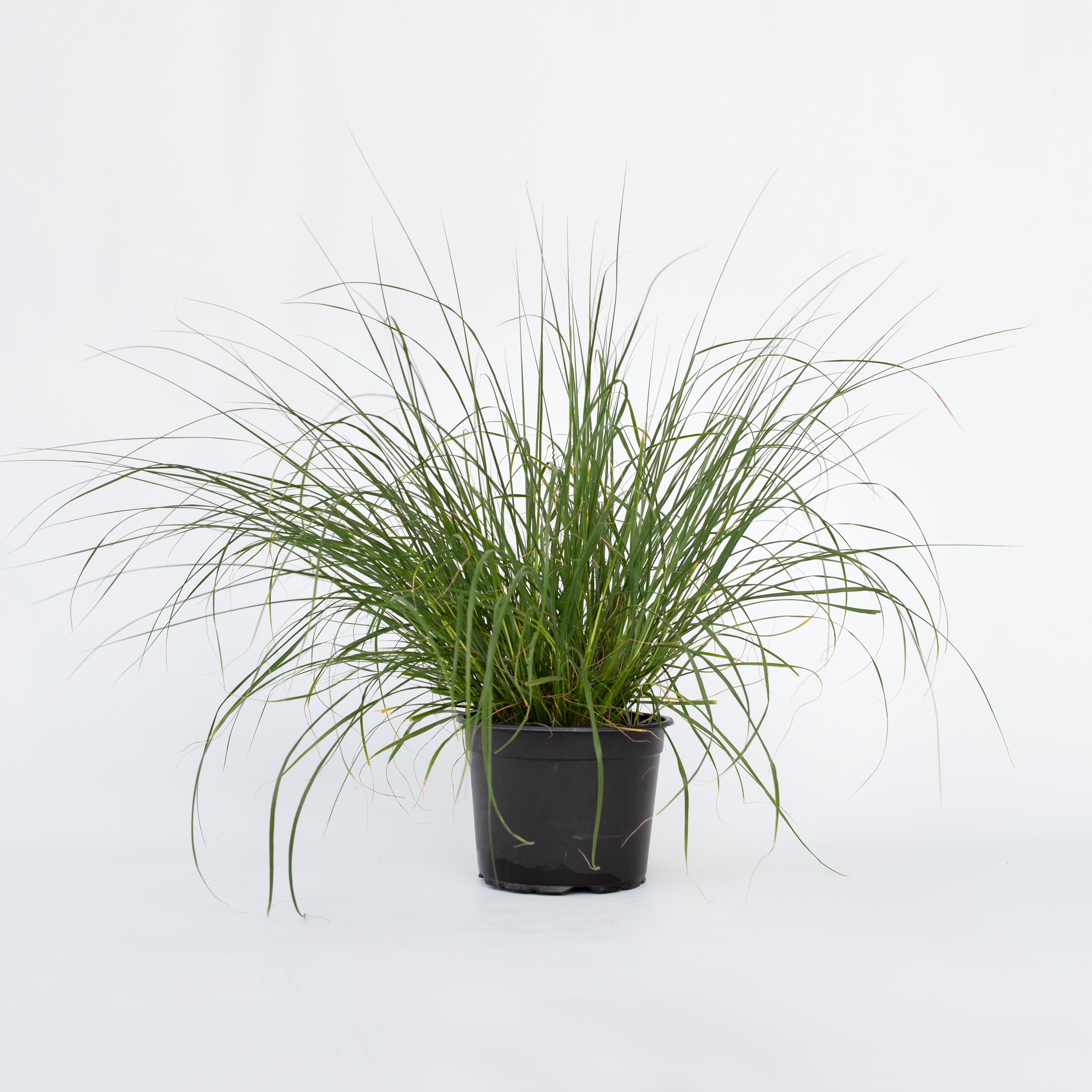 Plant in a Box - Lampenputzergras - Pennisetum alopecuroides 'Hameln' - H&ouml;he 20-30cm - Topf 23cm 