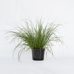 Plant in a Box - Lampenputzergras - Pennisetum alopecuroides 'Hameln' - Höhe 20-30cm - Topf 23cm 