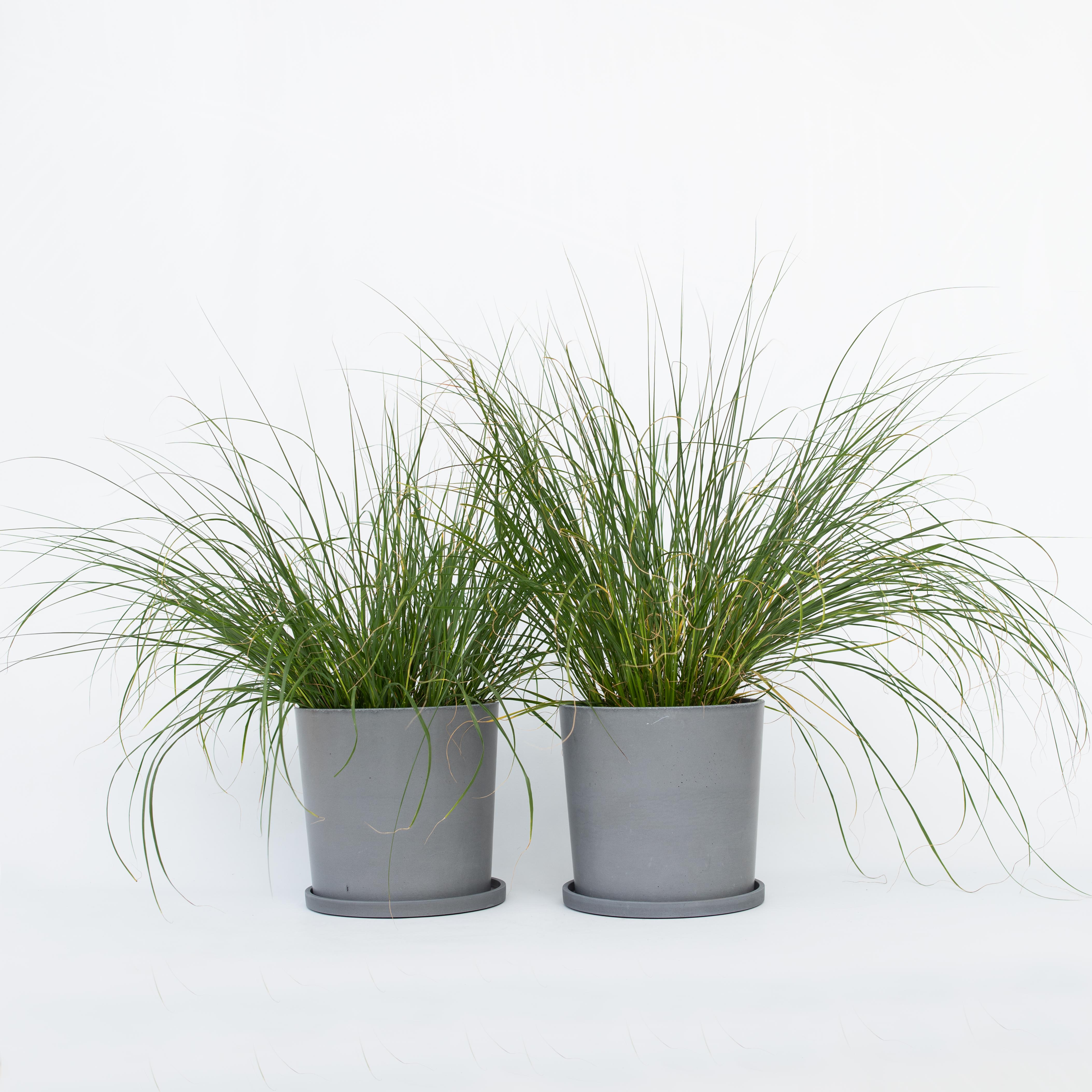 Plant in a Box - Lampenputzergras - 2 Stk - Pennisetum 'Hameln' - H&ouml;he 20-30cm - Topf 23cm 