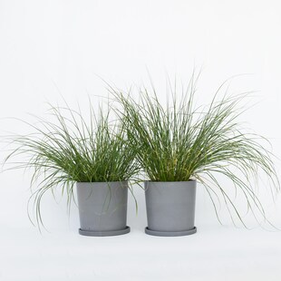 Plant in a Box - Lampenputzergras - 2 Stk - Pennisetum 'Hameln' - Höhe 20-30cm - Topf 23cm 