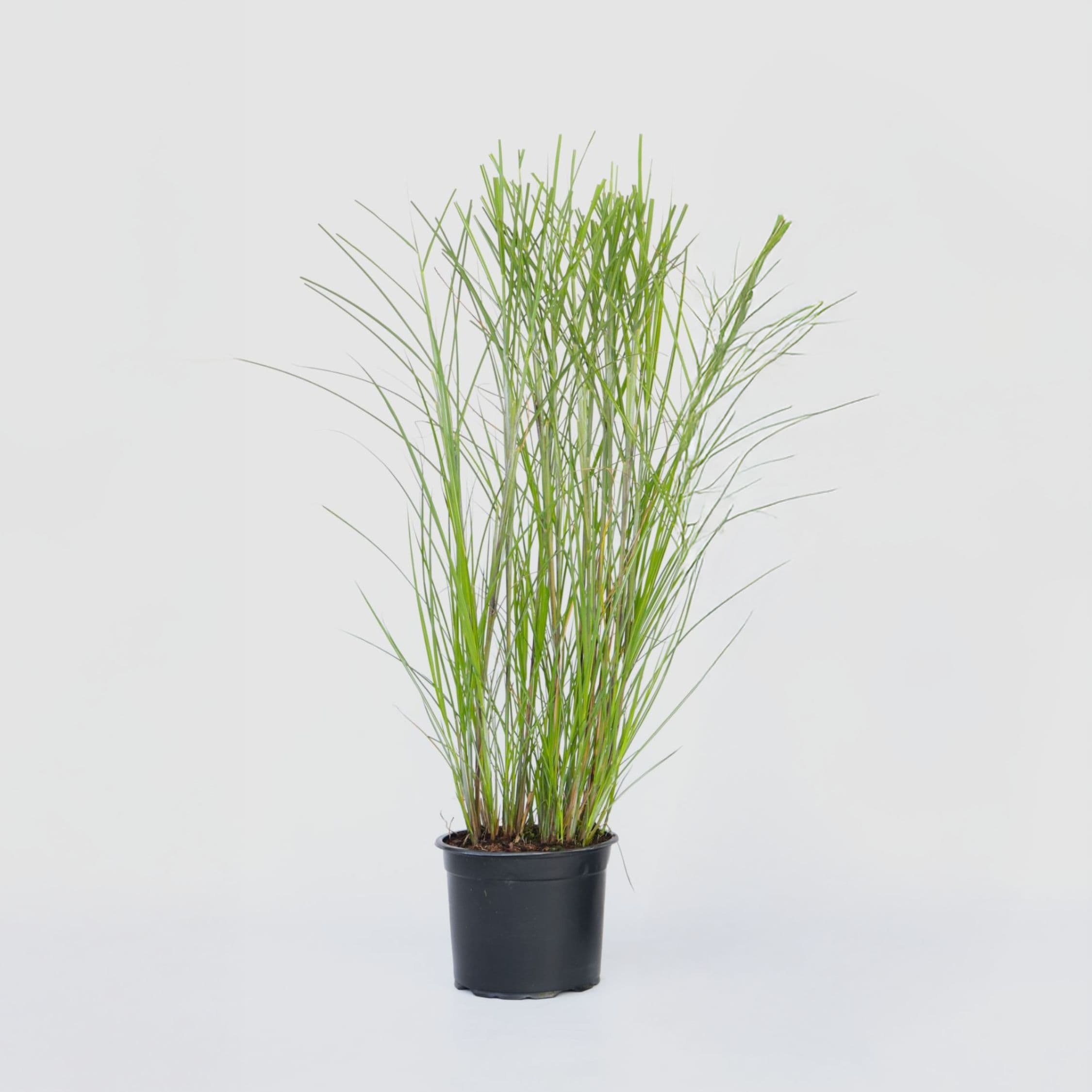 Plant in a Box - Chinaschilf Zebrinus - Miscanthus sinensis 'Gracillimus' - H&ouml;he 40-60cm - Topf 23cm 