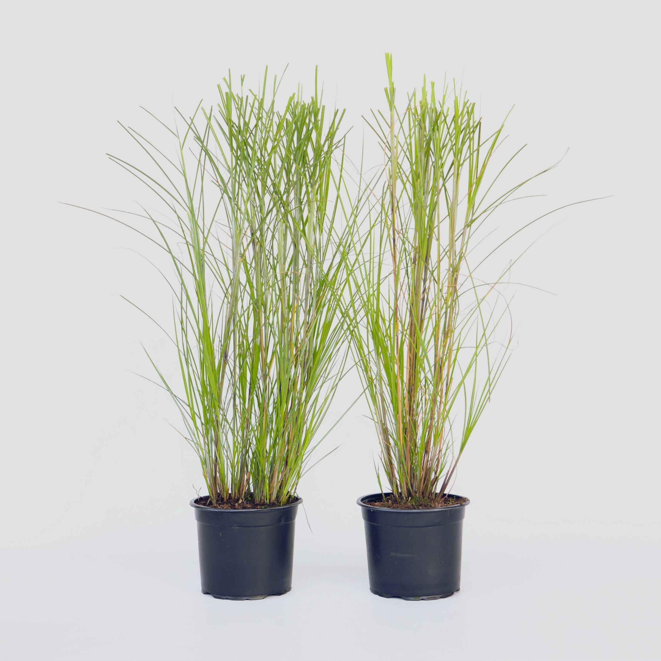 Plant in a Box - Chinaschilf Zebrinus - 2 Stk - Miscanthus 'Gracillimus' - H&ouml;he 40-60cm - Topf 23cm 