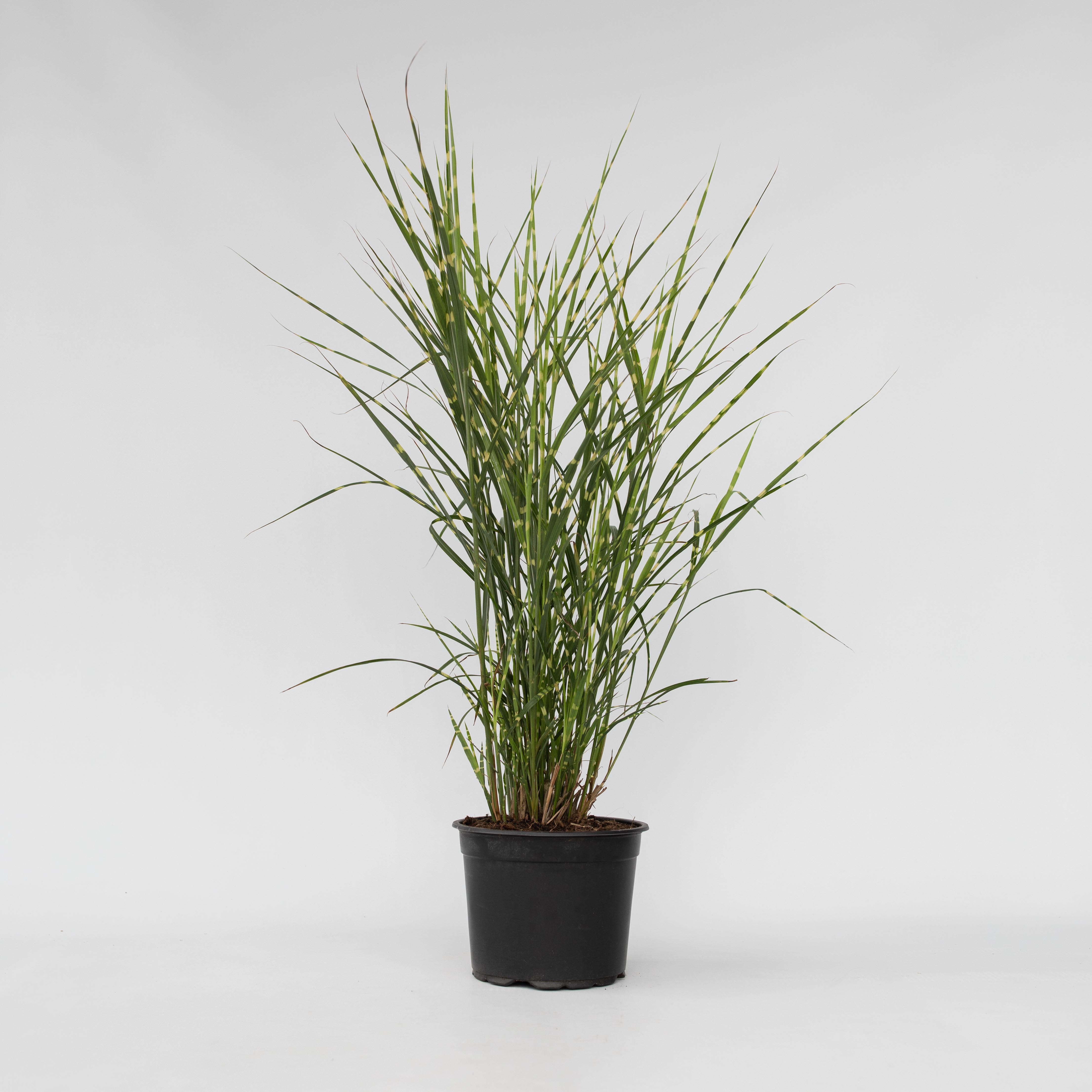 Plant in a Box - Chinaschilf Zebrinus - Miscanthus sinensis 'Zebrinus' - H&ouml;he 20-30cm - Topf 23cm 