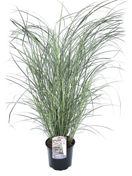 Plant in a Box - Chinaschilf Zebrinus - Miscanthus sinensis 'Red Chief' - H&ouml;he 40-60cm - Topf 23cm 