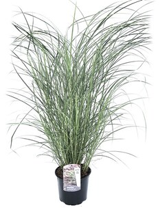 Plant in a Box - Chinaschilf Zebrinus - Miscanthus sinensis 'Red Chief' - Höhe 40-60cm - Topf 23cm 