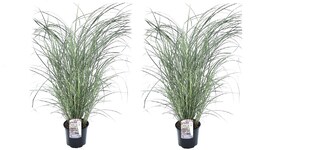 Plant in a Box - Chinaschilf Zebrinus - 2 Stk - Miscanthus 'Red Chief' - Höhe 40-60cm - Topf 23cm 