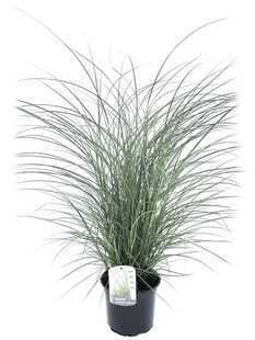 Plant in a Box - Chinaschilf Zebrinus - Miscanthus 'Kleine Silberspinne - Höhe 20-30cm - Topf 23cm 