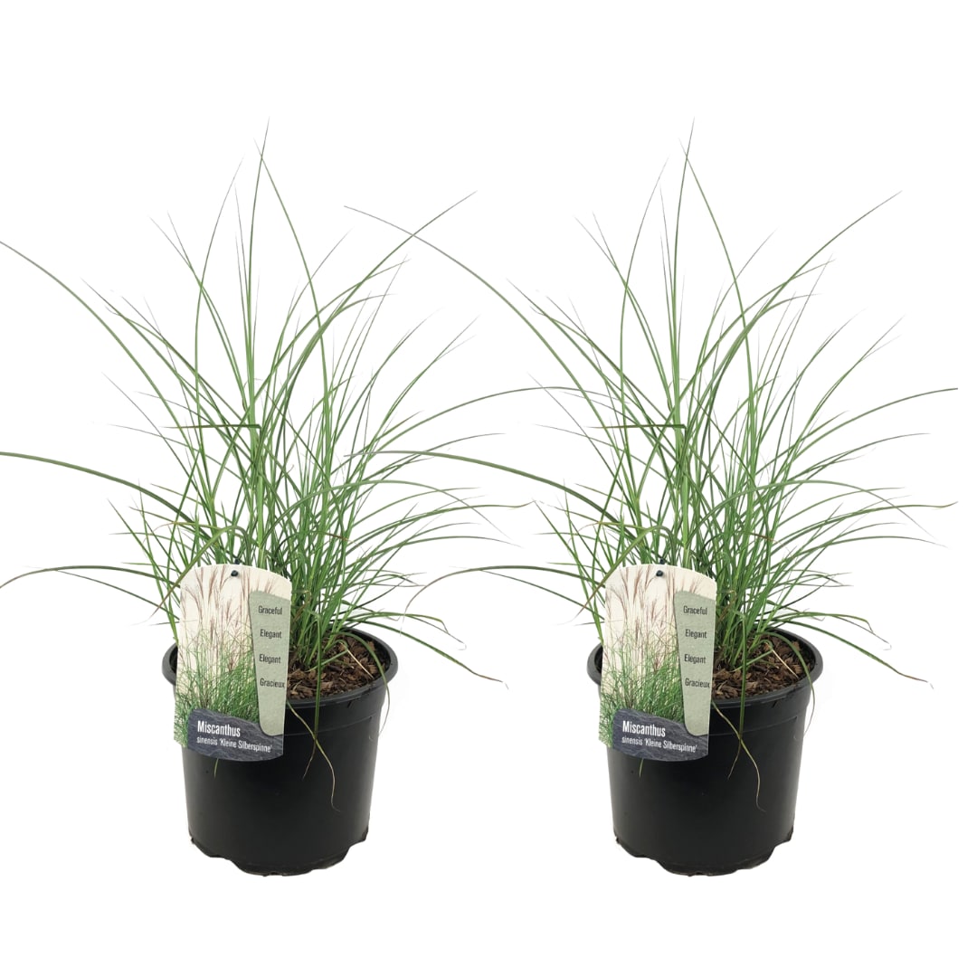 Plant in a Box - Chinaschilf Zebrinus - 2 Stk - Miscanthus 'Silberspinne' - H&ouml;he 20-30cm - Topf 23cm 