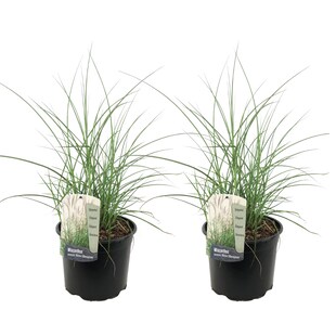 Plant in a Box - Chinaschilf Zebrinus - 2 Stk - Miscanthus 'Silberspinne' - Höhe 20-30cm - Topf 23cm 