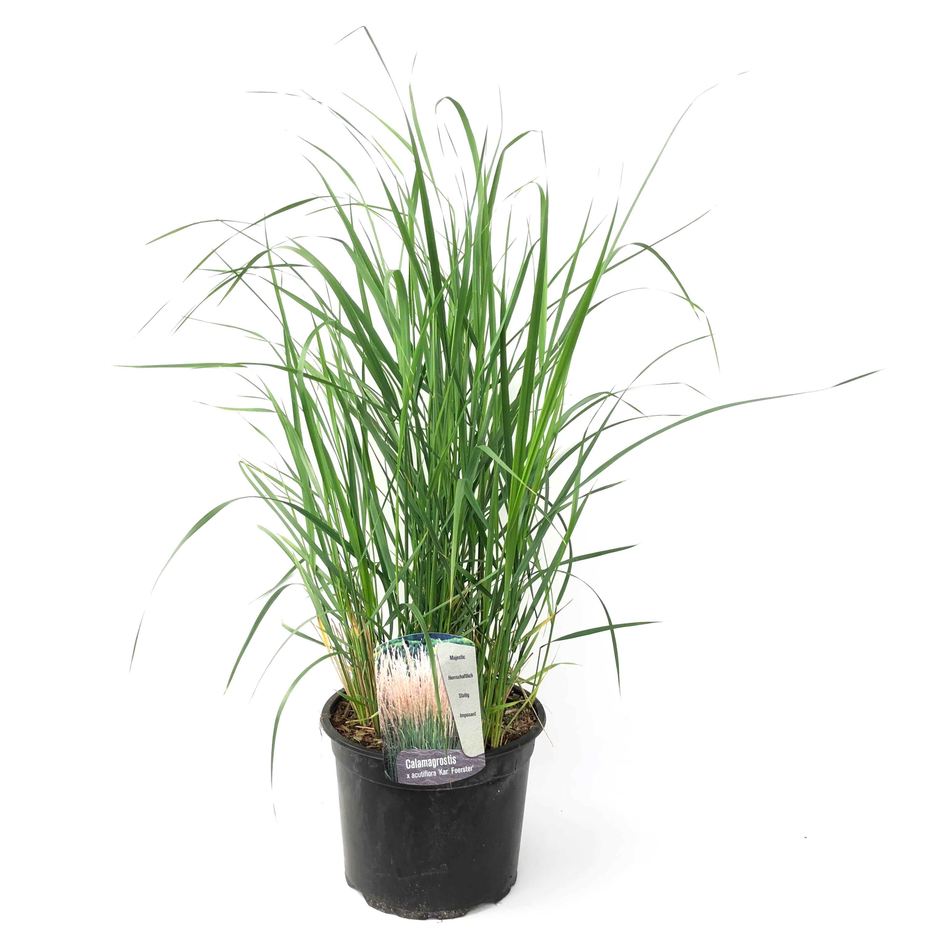 Plant in a Box - Reitgras - Calamagrostis 'Karl Foerster' - H&ouml;he 40-60cm - Topf 23cm 