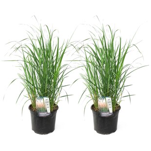 Plant in a Box - Reitgras - 2 Stk - Calamagrostis 'Karl Foerster' - Höhe 40-60cm - Topf 23cm 