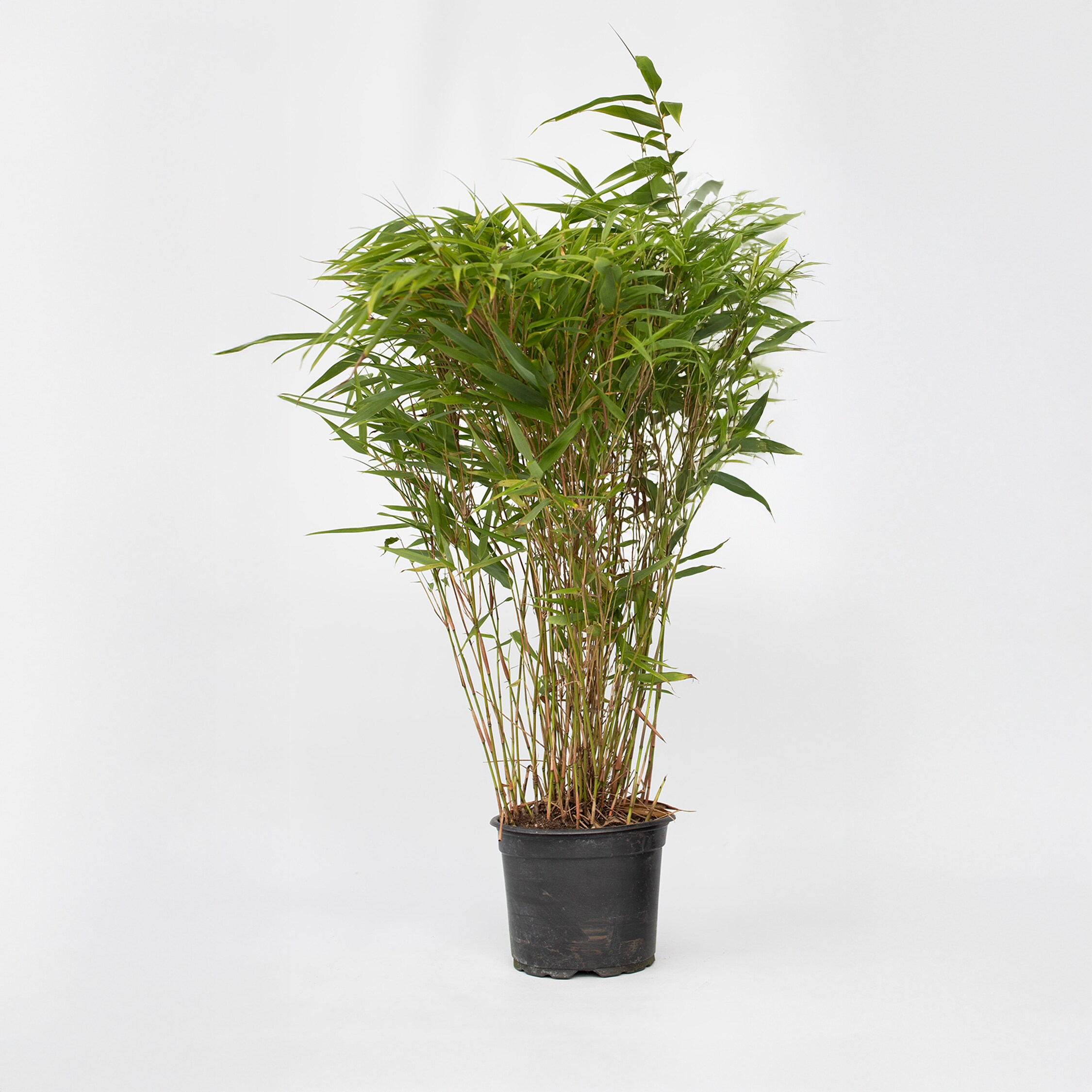 Plant in a Box - Bambus - Fargesia nitida 'Gansu' - H&ouml;he 50-70cm - Topf 17cm 