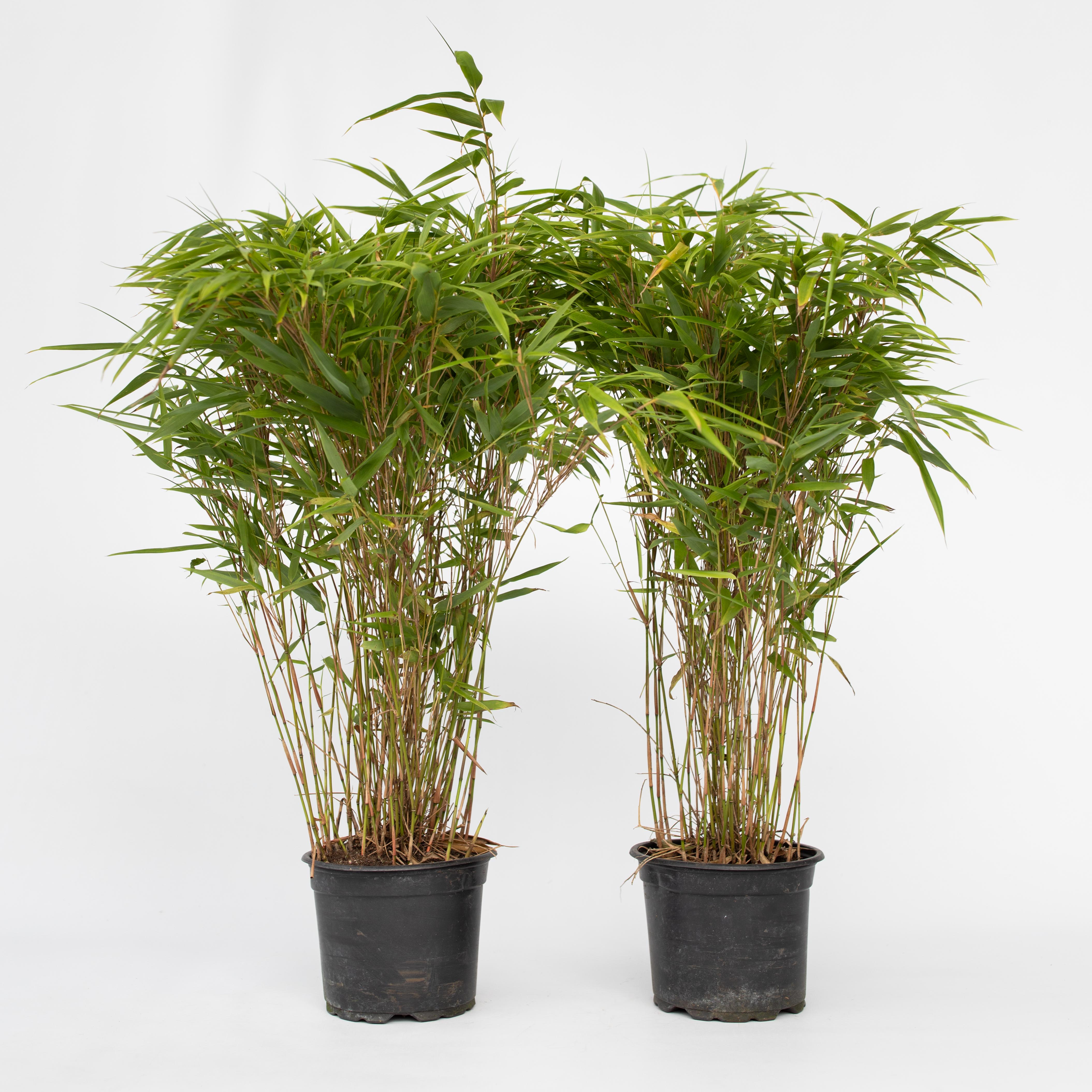 Plant in a Box - Bambus - 6 Stk - Fargesia nitida 'Gansu' - H&ouml;he 50-70cm - Topf 17cm 