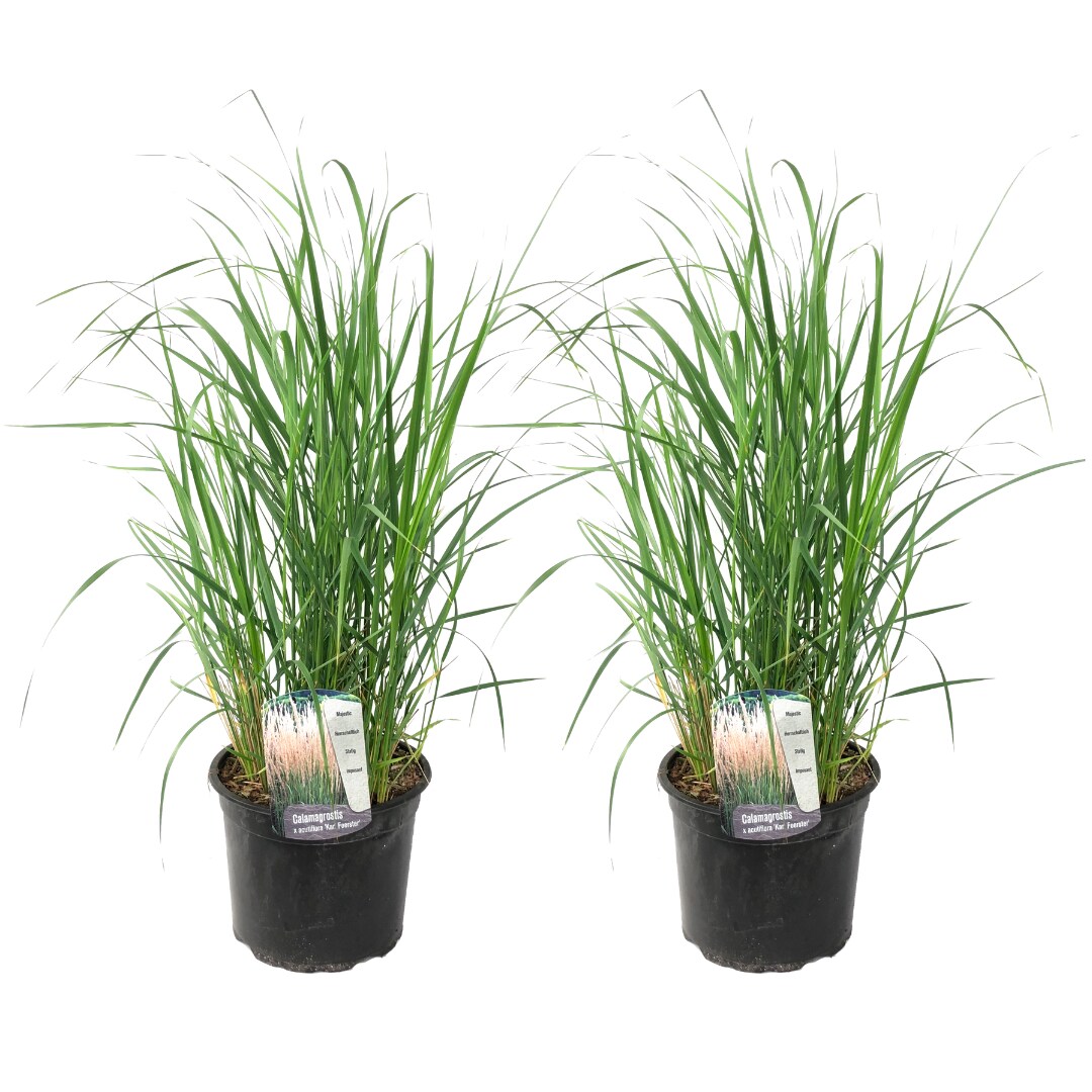 Plant in a Box - Fingergras - 2 Stk - Panicum virgatum 'Heavy Metal' - H&ouml;he 40-60cm - Topf 23cm 