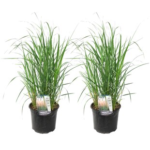 Plant in a Box - Fingergras - 2 Stk - Panicum virgatum 'Heavy Metal' - Höhe 40-60cm - Topf 23cm 