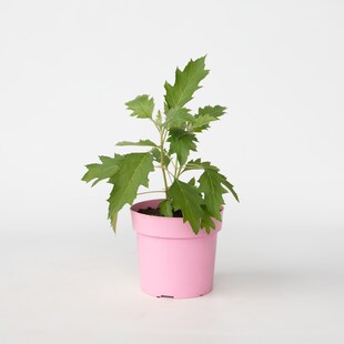 Plant in a Box - Hortensie - Hydrangea paniculata 'Ice Crystal' - Höhe 25-40cm - Topf 19cm 