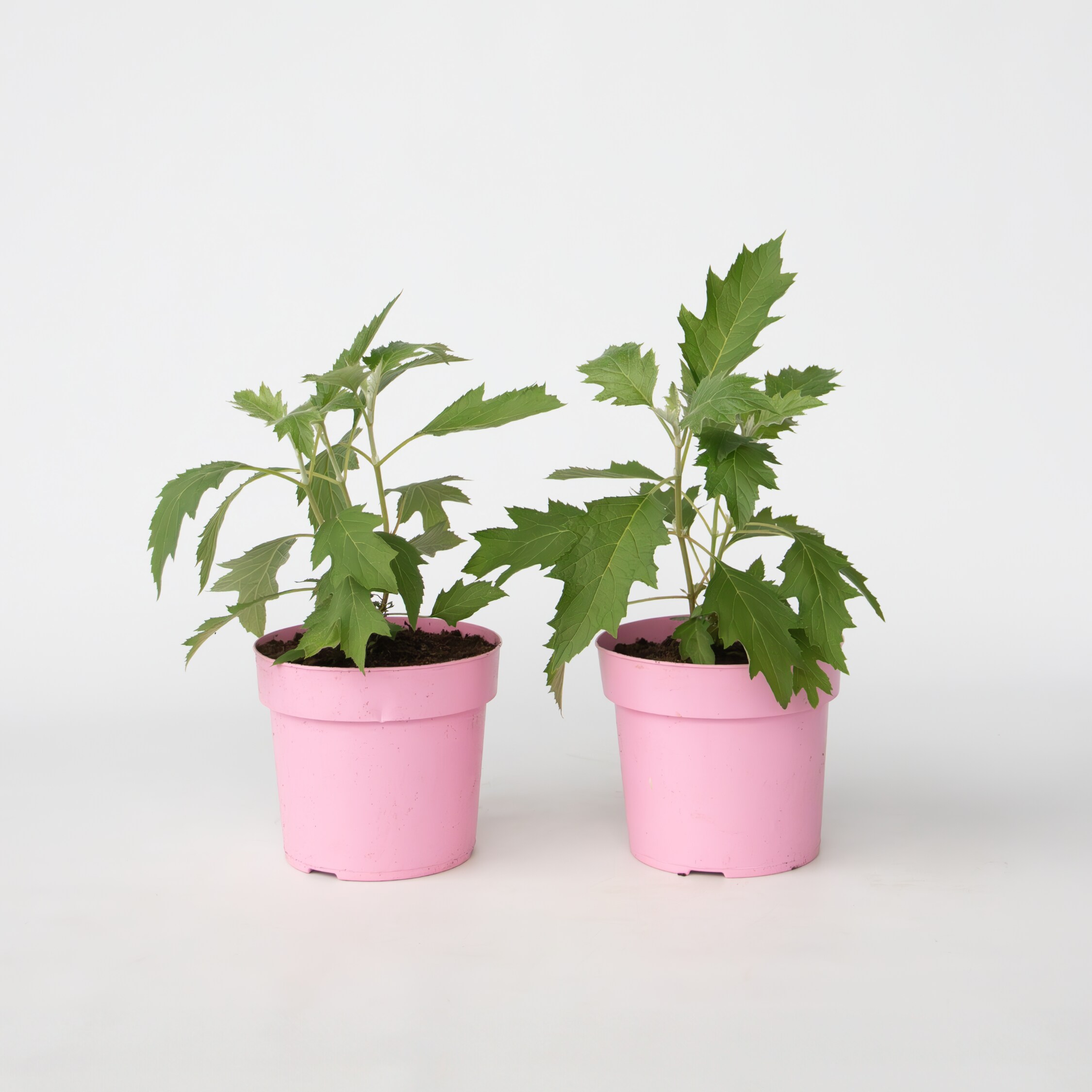 Plant in a Box - Hortensie - 2 Stk - Hydrangea 'Ice Crystal' - H&ouml;he 25-40cm - Topf 19cm 