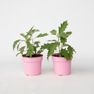 Plant in a Box - Hortensie - 2 Stk - Hydrangea 'Ice Crystal' - Höhe 25-40cm - Topf 19cm 