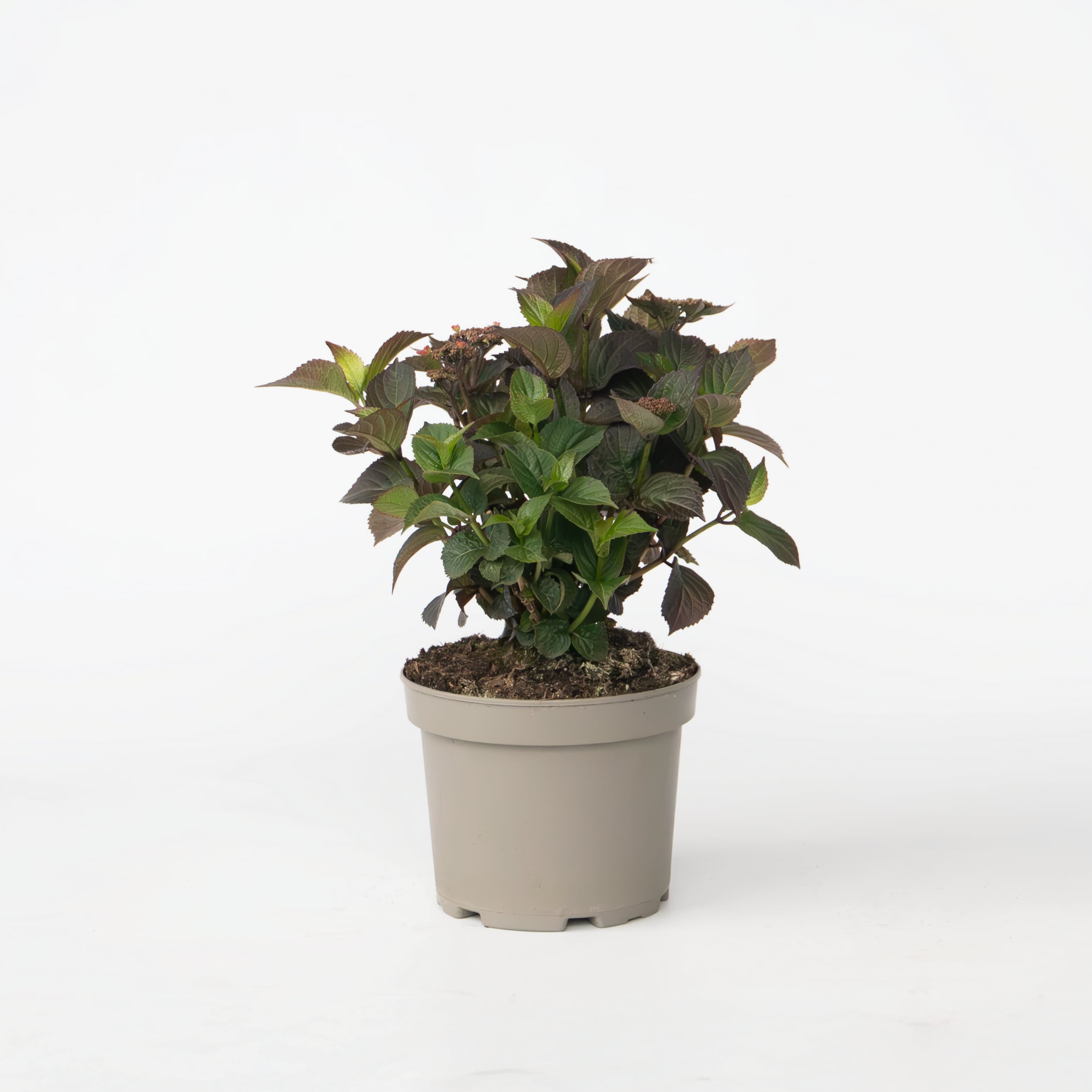 Plant in a Box - Hortensie - Hydrangea paniculata 'Dare Devil' - H&ouml;he 25-40cm - Topf 19cm 