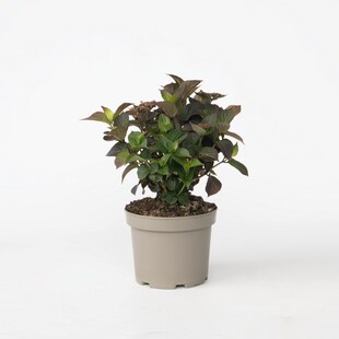 Plant in a Box - Hortensie - Hydrangea paniculata 'Dare Devil' - Höhe 25-40cm - Topf 19cm 