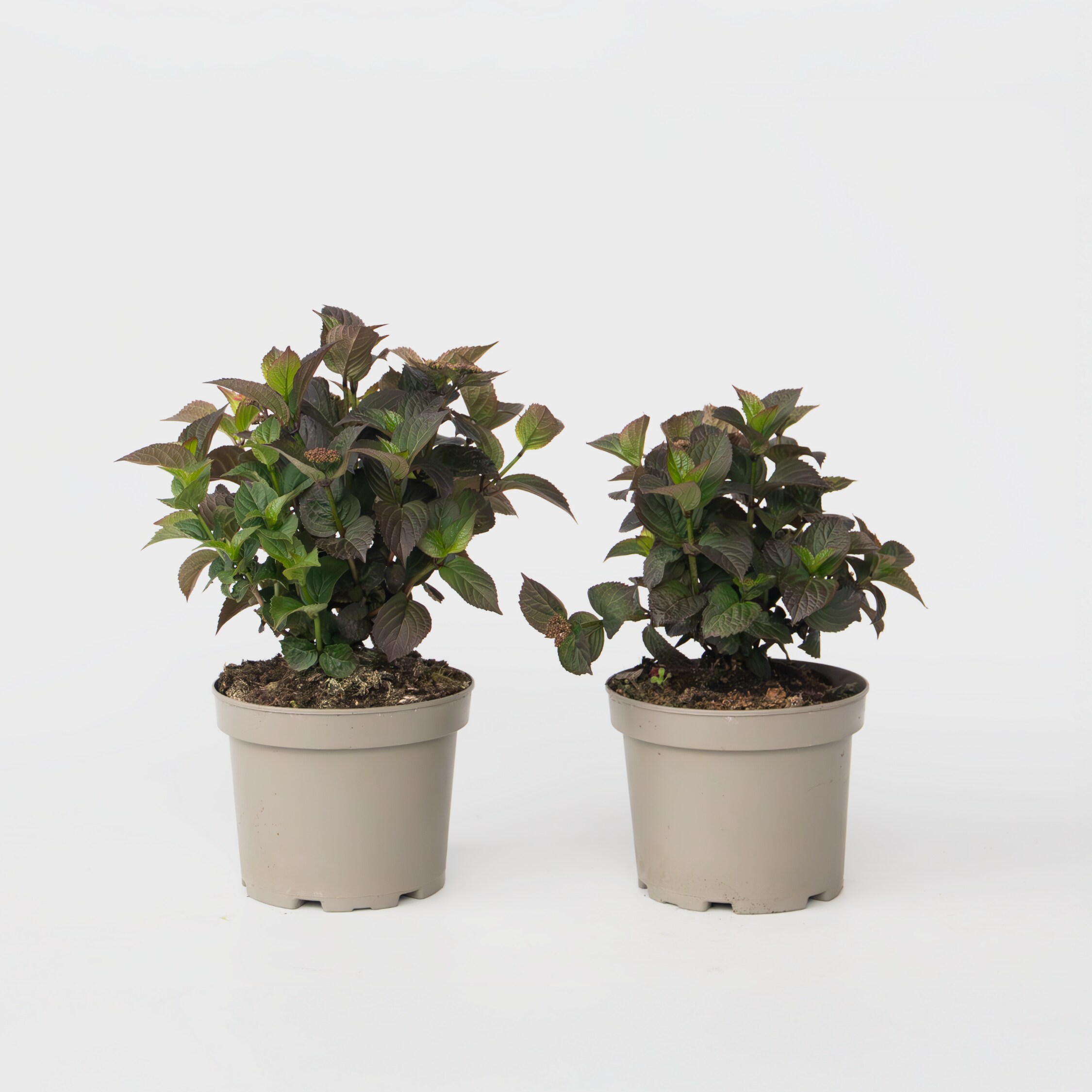 Plant in a Box - Hortensie - 2 Stk - Hydrangea 'Dare Devil' - H&ouml;he 25-40cm - Topf 19cm 