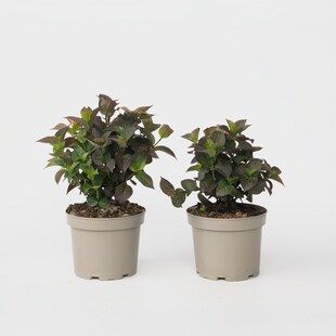 Plant in a Box - Hortensie - 2 Stk - Hydrangea 'Dare Devil' - Höhe 25-40cm - Topf 19cm 