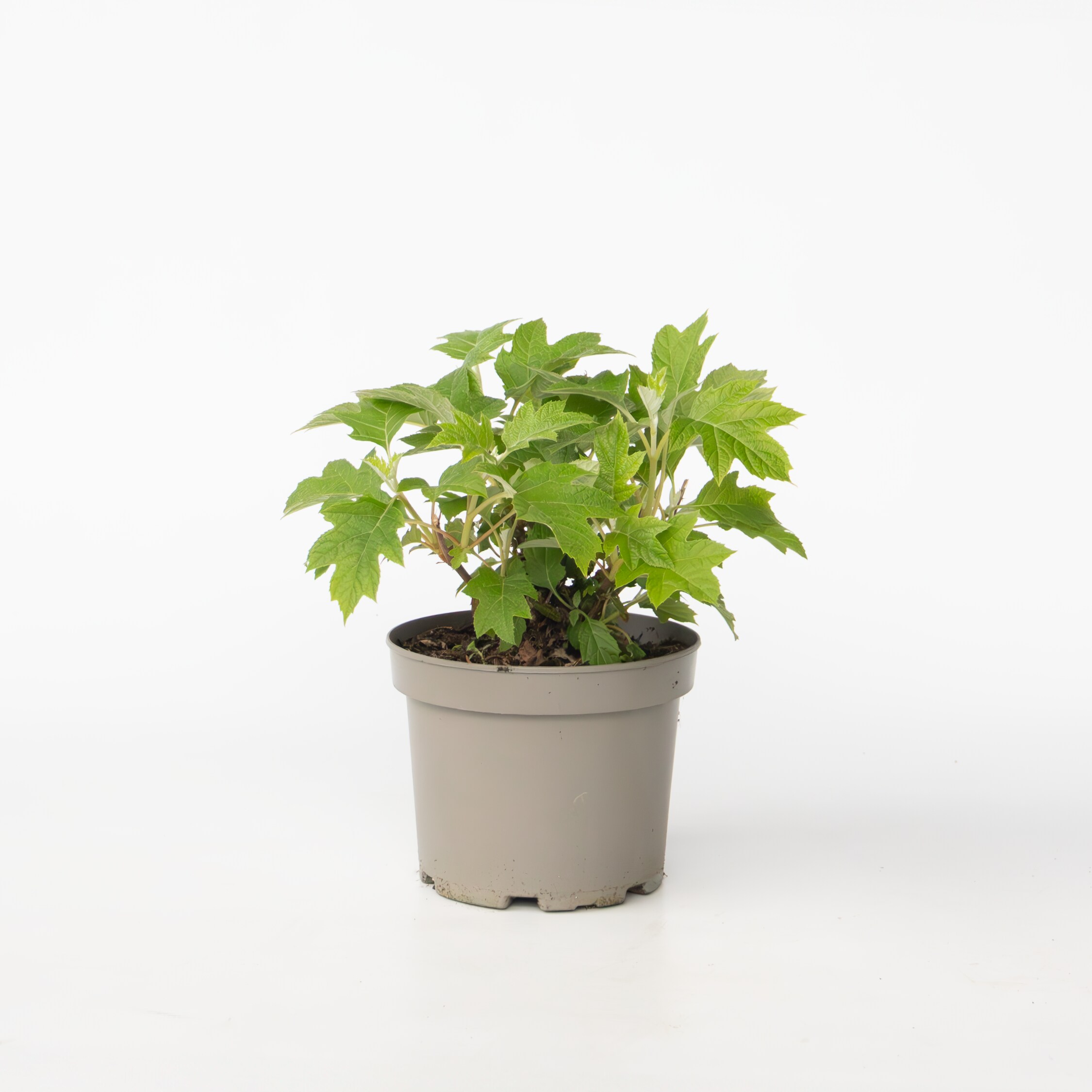 Plant in a Box - Hortensie - Hydrangea paniculata 'Toy Soldier' - H&ouml;he 25-40cm - Topf 19cm 