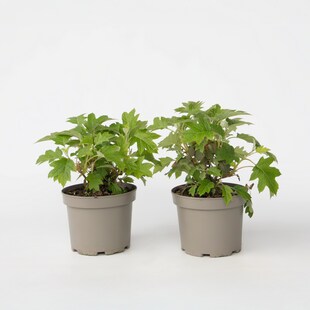 Plant in a Box - Hortensie - 2 Stk - Hydrangea 'Toy Soldier' - Höhe 25-40cm - Topf 19cm 