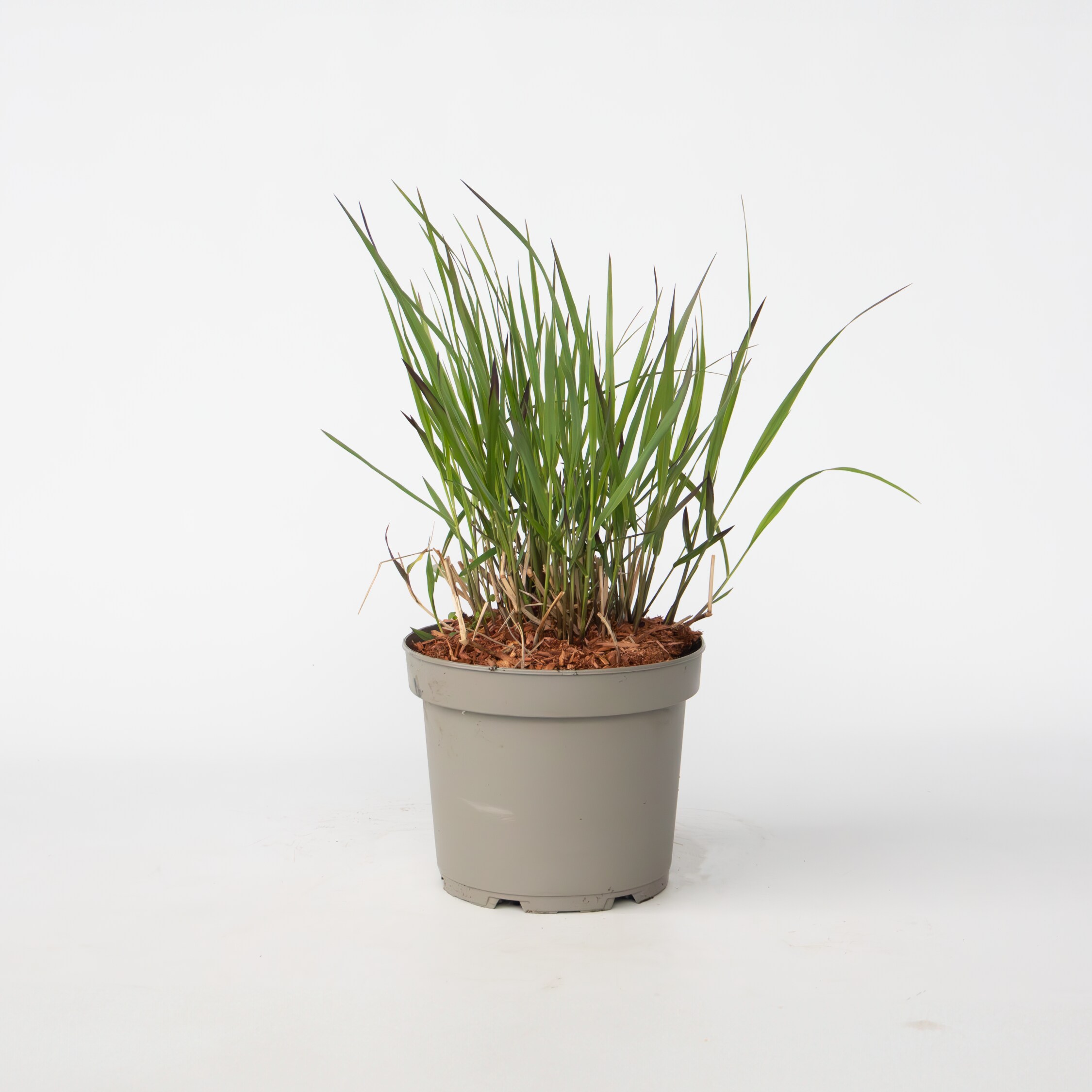 Plant in a Box - Fingergras - Panicum Virgatum 'Squaw' - H&ouml;he 40-60cm - Topf 23cm 