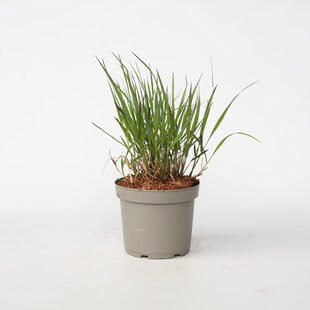 Plant in a Box - Fingergras - Panicum Virgatum 'Squaw' - Höhe 40-60cm - Topf 23cm 