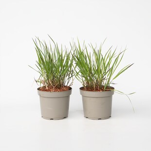 Plant in a Box - Fingergras - 2 Stück - Panicum Virgatum 'Squaw' - Höhe 40-60cm - Topf 23cm 