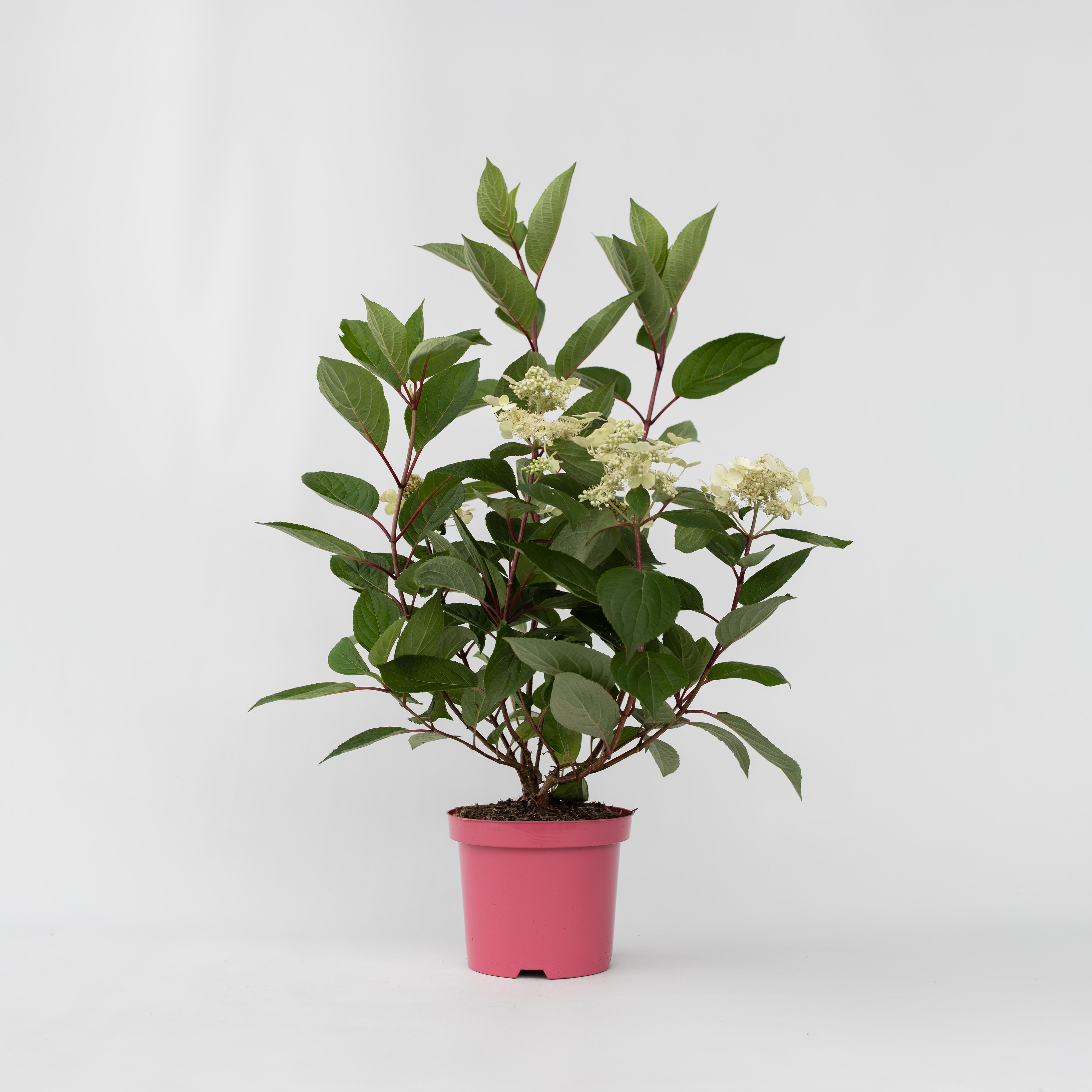 Plant in a Box - Hortensie - Hydrangea paniculata 'Early Harry' - H&ouml;he 25-40cm - Topf 19cm 