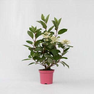 Plant in a Box - Hortensie - Hydrangea paniculata 'Early Harry' - Höhe 25-40cm - Topf 19cm 