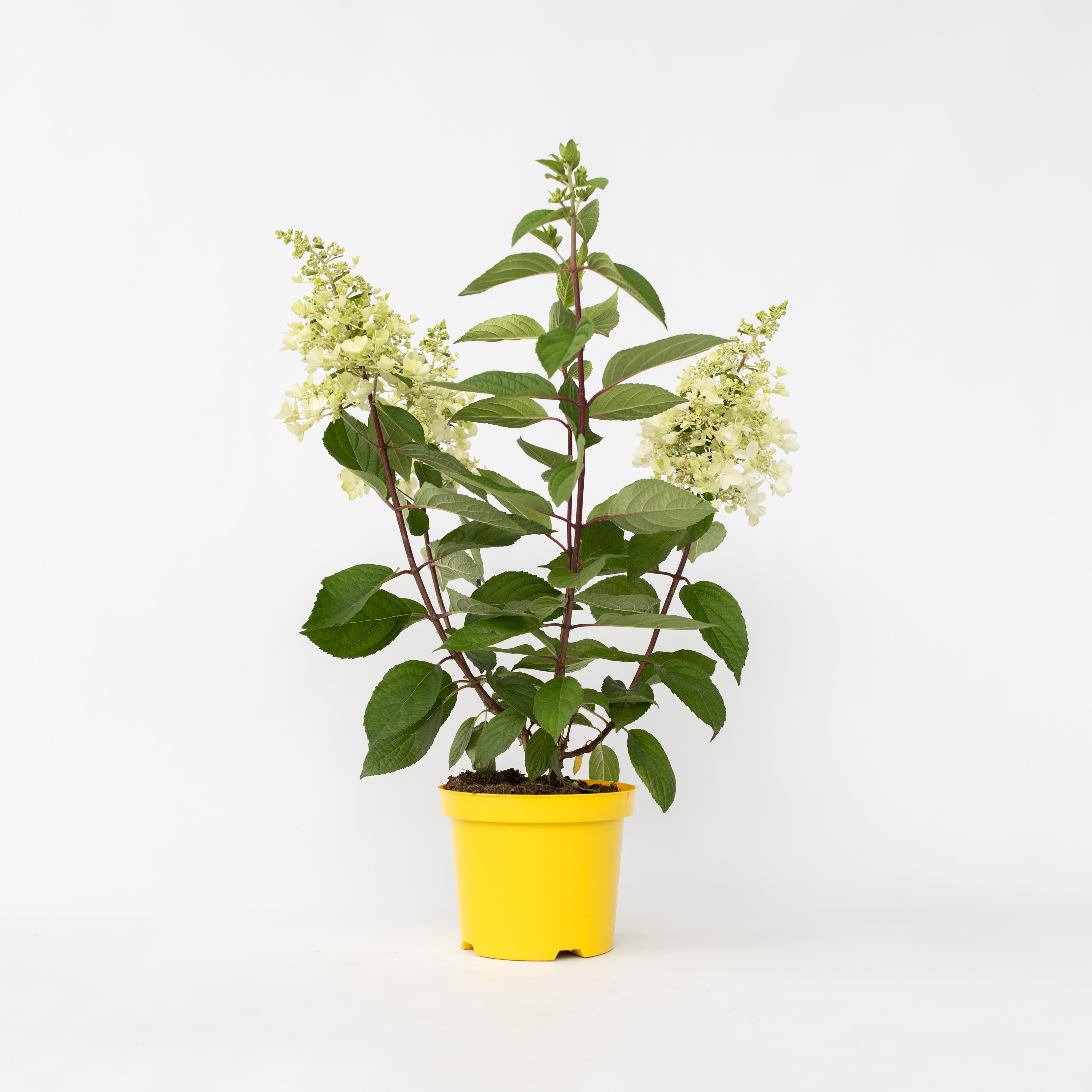 Plant in a Box - Hortensie - Hydrangea paniculata 'Candlelight' - H&ouml;he 25-40cm - Topf 19cm 