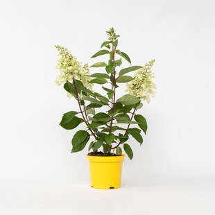 Plant in a Box - Hortensie - Hydrangea paniculata 'Candlelight' - Höhe 25-40cm - Topf 19cm 