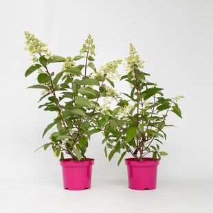 Plant in a Box - Hortensie - 2 Stk - Hydrangea paniculata 'Pinky Winky' - Höhe 25-40cm - Topf 19cm 