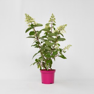 Plant in a Box - Hortensie - 4 Stk - Hydrangea paniculata 'Pinky Winky' - Höhe 25-40cm - Topf 19cm 