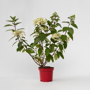 Plant in a Box - Hortensie - Hydrangea paniculata 'Wim's Red' - Höhe 25-40cm - Topf 19cm 